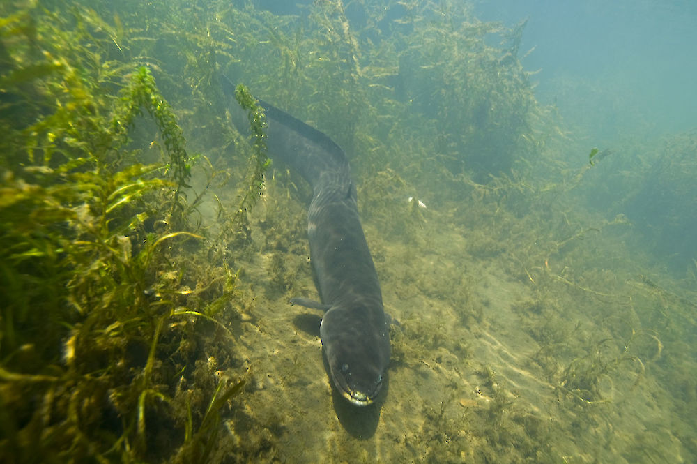 Ikan Sidat Selandia Baru, Anguilla Dieffenbachii